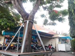 Cây phượng mục mang chân kiềng ở Trường THCS Lê Văn Tám - Ảnh 3.