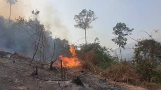Quảng Nam: Kiểm tra phát hiện hơn 32 ha rừng ở xã Mà Cooih bị cháy