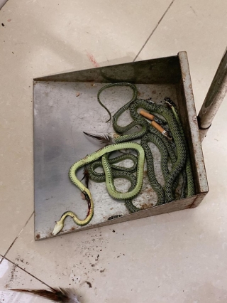 Gọi thợ đến sửa điều hòa hỏng, gia chủ ở Long An kinh hãi khi thấy búi rắn làm tổ bên trong - Ảnh 4.