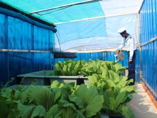 Chăm sóc vườn rau xanh trên đảo.