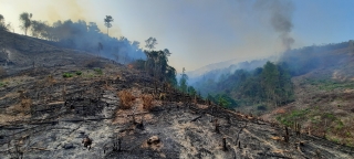 Giám đốc BQL rừng phòng hộ thuê người đốt thực bì gây ra cháy 33 ha rừng - 1