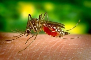 Bất ngờ phát hiện muỗi không nhiễm sốt rét là do mang vi khuẩn chống bệnh - Ảnh 1