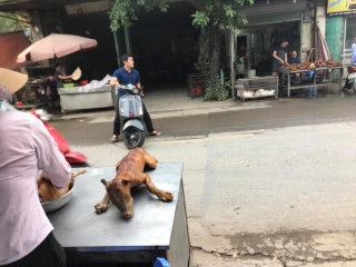 Hình ảnh giết mổ, buôn bán thịt chó mèo ở phố Đại Mỗ.