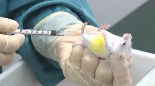 Chuột khỏe mạnh sau 11 ngày tiêm vắc xin Covid-19 “made in Việt Nam”