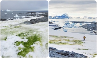 Nam Cực tuyết trắng bỗng nhiên bị phủ xanh, nhưng lý do lần này không hẳn đã thuộc về con người - Ảnh 2.