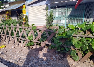 Đường sắt Cát Linh - Hà Đông chưa hẹn ngày vận hành, nhưng dân có thể... trồng rau, nuôi gà ngay phía dưới - Ảnh 4.
