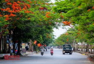 Tin nhanh - “Hoa học trò” nở rộ, đỏ rực phủ Thiên Trường (Hình 8).