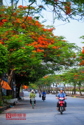 Tin nhanh - “Hoa học trò” nở rộ, đỏ rực phủ Thiên Trường (Hình 9).