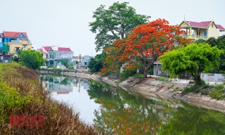 Tin nhanh - “Hoa học trò” nở rộ, đỏ rực phủ Thiên Trường (Hình 12).