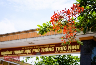 Tin nhanh - “Hoa học trò” nở rộ, đỏ rực phủ Thiên Trường (Hình 3).