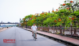 Tin nhanh - “Hoa học trò” nở rộ, đỏ rực phủ Thiên Trường (Hình 4).