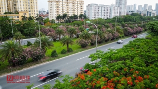 Tin nhanh - Hoa trúc đào nở rộ dọc đại lộ Thăng Long (Hình 2).