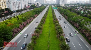 Tin nhanh - Hoa trúc đào nở rộ dọc đại lộ Thăng Long