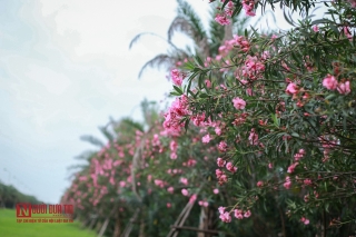 Tin nhanh - Hoa trúc đào nở rộ dọc đại lộ Thăng Long (Hình 5).