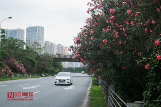 Tin nhanh - Hoa trúc đào nở rộ dọc đại lộ Thăng Long (Hình 9).