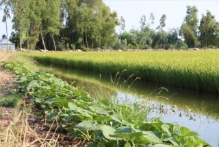 Hồng Dân: 10 năm một chặng đường nuôi tôm trên đất trồng lúa