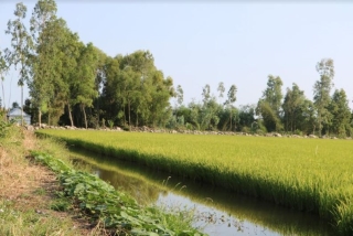 Hồng Dân: 10 năm một chặng đường nuôi tôm trên đất trồng lúa