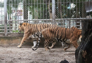 Nuôi mãnh thú giữa lòng Hà Nội: Mắc màn ngủ cùng hổ, ngày ngày trò chuyện bắt rận cho sư tử ảnh 0