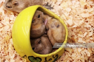 Cận cảnh sắc thái đáng yêu của chuột Hamster được nhiều người săn mua chơi Tết Canh Tý 2020 ảnh 8