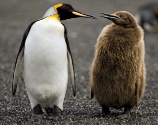 Hít phải quá nhiều... phân chim cánh cụt, giới khoa học Nam Cực đang có phản ứng rất lạ và lý do phía sau khiến ai cũng phải bật cười - Ảnh 2.