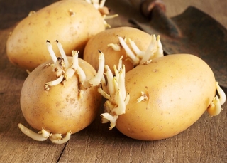 Khoai tây: Cực tốt và cực độc, biết mà tránh khi ăn kẻo 'rước họa vào thân' - ảnh 4