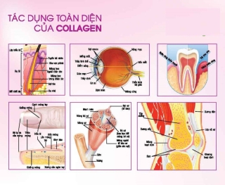 Uống Collagen mãi vẫn không hiệu quả, chuyên gia nói gì? - Ảnh 3.