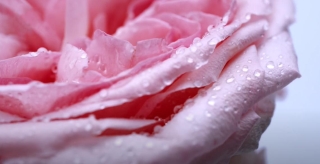Xu hướng làm đẹp da từ thiên nhiên cùng hoa hồng Hokkaido - Ảnh 5.