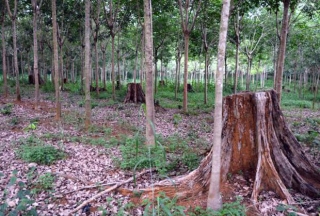 Vụ án khủng ở Lâm Đồng: Gần 200 ha rừng bốc hơi như thế nào? - Ảnh 1.