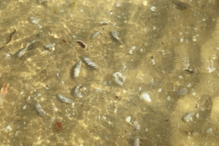 Du khách bị mẩn ngứa vì sâu biển xuất hiện hàng loạt trên bãi biển Vũng Tàu - Ảnh 2.