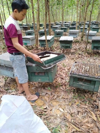 Điều tra vụ hàng trăm thùng ong nuôi trong rừng Ch?t la liệt, nghi bị kẻ xấu đầu độc - Ảnh 2.