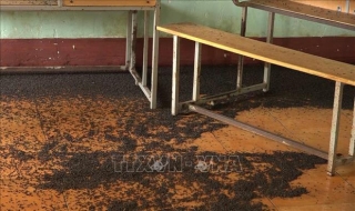 Bọ đậu đen tấn công trường học ở Bình Phước - Ảnh 1.