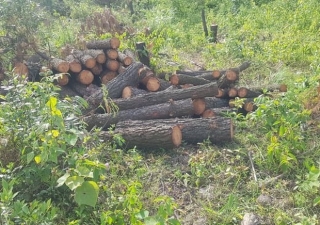 Vụ hơn 4 ha rừng phòng hộ cách trụ sở UBND xã 1km bị chặt phá: Công an vào cuộc điều tra - Ảnh 1.