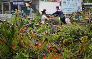 Phượng bật gốc, ba nữ sinh bị thương - Ảnh 2.