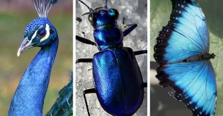 Chỉ tồn tại một loài vật duy nhất trên đời có màu xanh lam - vì sao sắc màu này lại hiếm đến vậy? Đây là câu trả lời - Ảnh 3.