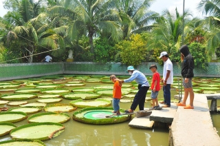 Lá sen độc nhất vô nhị ở Việt Nam, người đứng lên không chìm - Ảnh 5.