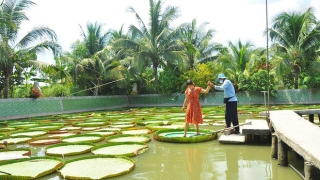 Lá sen độc nhất vô nhị ở Việt Nam, người đứng lên không chìm - Ảnh 8.