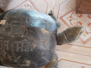 Kỳ lạ cụ rùa hơn trăm tuổi ở miền Tây biết... nghe kinh, ăn chay và giữ cửa - Ảnh 9.
