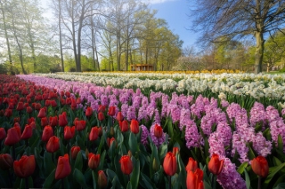 Vườn hoa đẹp nhất thế giới đóng cửa sau 71 năm, nhiếp ảnh gia tò mò muốn vào bên trong thì choáng ngợp với cảnh tượng trước mắt - Ảnh 9.