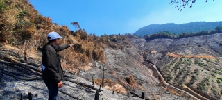 Giám đốc BQL rừng phòng hộ thuê người đốt thực bì gây ra cháy 33 ha rừng