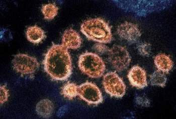 Kháng thể sẽ giúp hệ miễn dịch phát hiện ra SARS-CoV-2 để loại bỏ