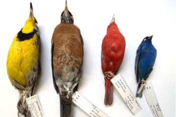 Kích thước của những chú chim ngày càng nhỏ đi do sự biến đổi khí hậu