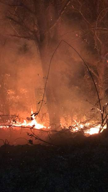 Ngọn lửa bùng phát mạnh đã thiêu rụi một số diện tích rừng. Ảnh: dantri.com.vn
