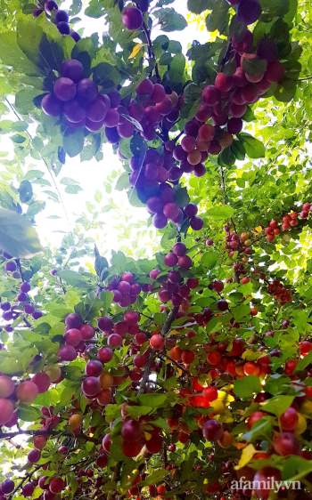 Triệu đóa hồng trong khu vườn đẹp như chốn bồng lai của cô giáo Việt tại Đức - Ảnh 25.