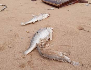 Hiện tượng cá Ch?t nhiều dạt vào bãi biển khiến người dân lo lắng