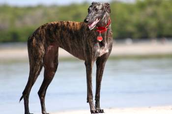 1. Greyhound (vận tốc tối đa: 73 km/h).