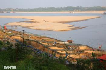 Sông Đà cạn trơ đáy, nông dân hối hả bơm cát cứu cá - 1