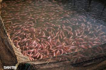 Sông Đà cạn trơ đáy, nông dân hối hả bơm cát cứu cá - 10