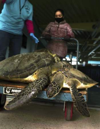 Giải cứu hàng nghìn con rùa biển đang Ch?t rét ở Texas -0