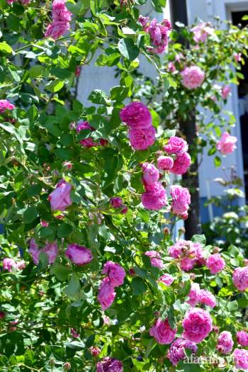 Triệu đóa hồng trong khu vườn đẹp như chốn bồng lai của cô giáo Việt tại Đức - Ảnh 21.