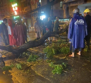 UBND quận 10 thông tin vụ cây xanh ngã đè Ch?t người đi đường ở Sài Gòn - Ảnh 2.